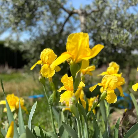 Rustica En La Alpujarra - La Gualalla - Soportujar *