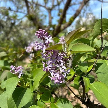 Rustica En La Alpujarra - La Gualalla - Soportujar